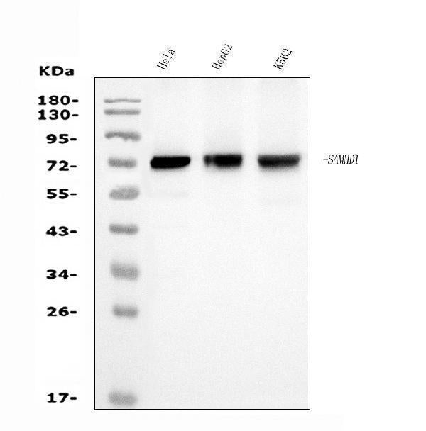 Anti-SAMHD1 Antibody Picoband® (monoclonal, 3B9)