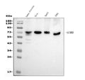 Anti-SAMHD1 Antibody Picoband® (monoclonal, 10H8)