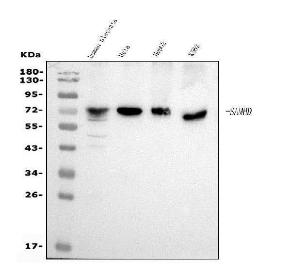 Anti-SAMHD1 Antibody Picoband® (monoclonal, 10H8)