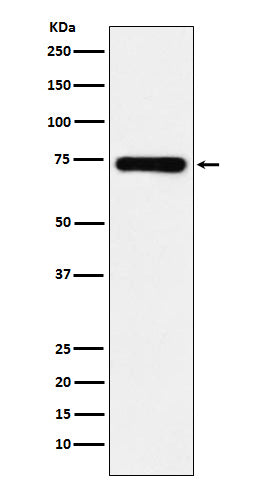 Western blot analysis of SAMHD1 expression in MCF7 cell lysate.