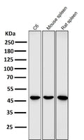 Anti-GATA3 Rabbit Monoclonal Antibody
