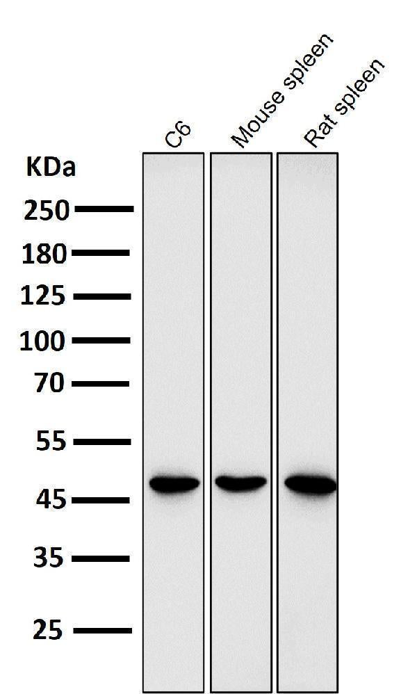 Anti-GATA3 Rabbit Monoclonal Antibody
