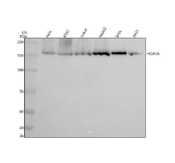 Anti-HDAC6/Histone Deacetylase 6 Rabbit Monoclonal Antibody