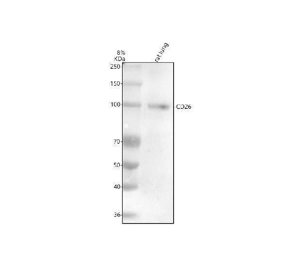 Anti-CD26/DPP4 Rabbit Monoclonal Antibody