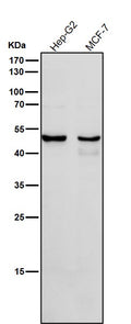 All lanes use the Antibody at 1:1K dilution for 1 hour at room temperature.