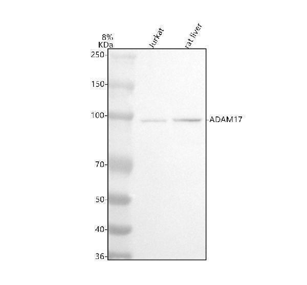 Anti-ADAM17/Tace Rabbit Monoclonal Antibody