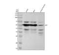 Anti-LEF1 Rabbit Monoclonal Antibody