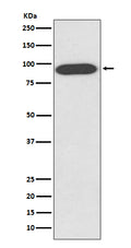 Western blot analysis of VCP expression in HeLa cell lysate.