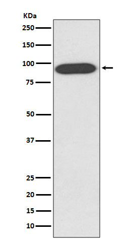 Western blot analysis of VCP expression in HeLa cell lysate.