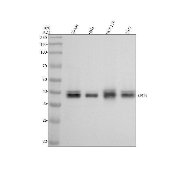 Anti-SIRT6 Rabbit Monoclonal Antibody