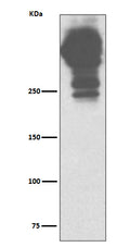 Western blot analysis of MUC5AC expression in human stomach lysate.