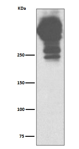 Western blot analysis of MUC5AC expression in human stomach lysate.
