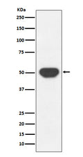 Western blot analysis of PTP1B expression in HeLa cell lysate.