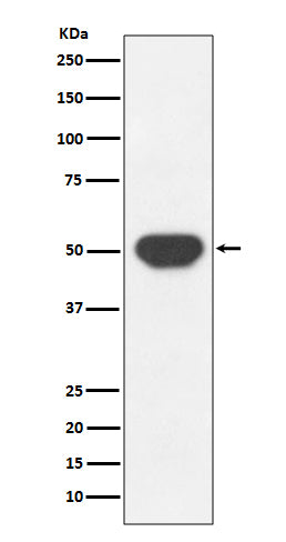Western blot analysis of PTP1B expression in HeLa cell lysate.