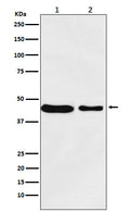 Western blot analysis of MC4 Receptor expression in (1) MCF7 cell lysate; (2) RAW264.7 cell lysate.