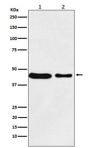 Western blot analysis of MC4 Receptor expression in (1) MCF7 cell lysate; (2) RAW264.7 cell lysate.