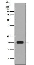 Western blot analysis of MCSF expression in MCSF recombinant protein.