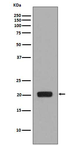 Western blot analysis of MCSF expression in MCSF recombinant protein.