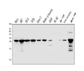 Anti-Galectin 3/LGALS3 Antibody Picoband® (monoclonal, 12B12)