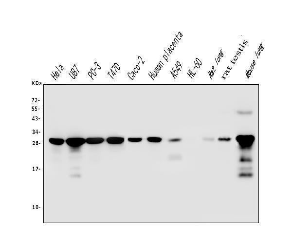 Anti-Galectin 3/LGALS3 Antibody Picoband® (monoclonal, 12B12)
