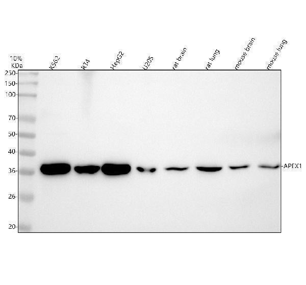 Anti-APE1 Rabbit Monoclonal Antibody