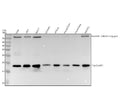 Anti-Sumo 1 Rabbit Monoclonal Antibody
