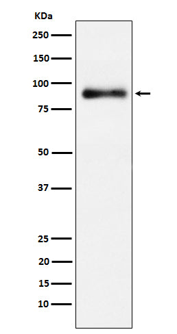 Western blot analysis of Lactoferrin expression in HeLa cell lysate.
