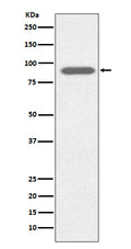 Western blot analysis of Lactoferrin expression in HeLa cell lysate.