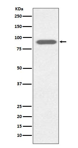 Western blot analysis of Lactoferrin expression in HeLa cell lysate.