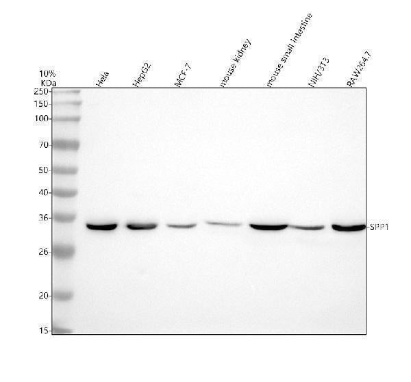 Anti-Osteopontin SPP1 Rabbit Monoclonal Antibody