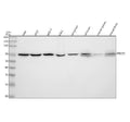 Anti-PRMT5 Rabbit Monoclonal Antibody