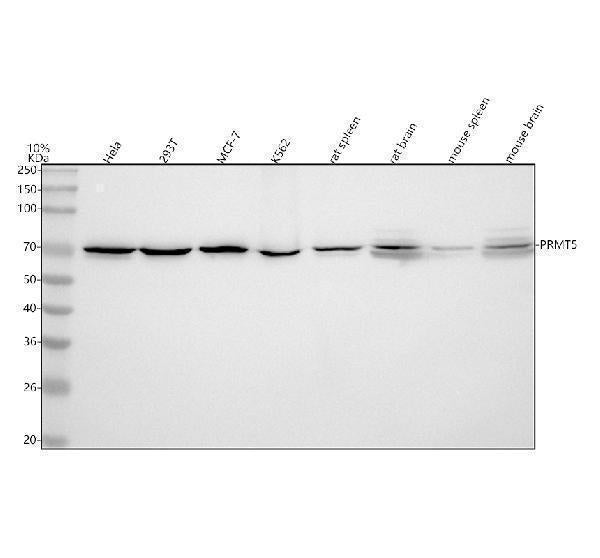 Anti-PRMT5 Rabbit Monoclonal Antibody