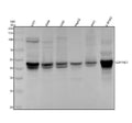 Anti-PAI1 Rabbit Monoclonal Antibody