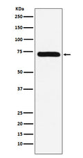 Western blot analysis of Factor X expression in HepG2 cell lysate.