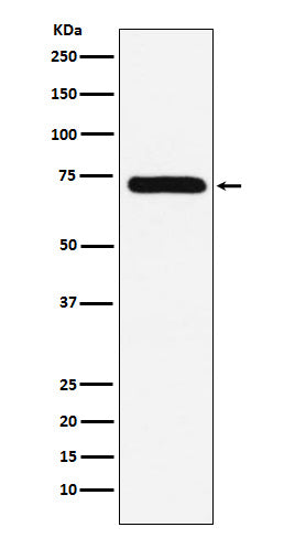 Western blot analysis of Factor X expression in HepG2 cell lysate.