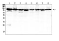 Anti-MVP Antibody Picoband® (monoclonal, 8B12)