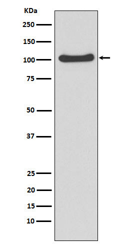 Western blot analysis of MVP expression in A549 cell lysate.