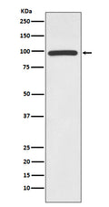 Western blot analysis of HMGCR expression in Jurkat cell lysate.