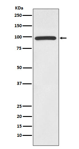 Western blot analysis of HMGCR expression in Jurkat cell lysate.