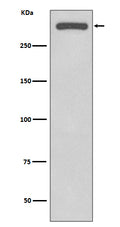 Western blot analysis of DNA-PKcs expression in HeLa cell lysate.