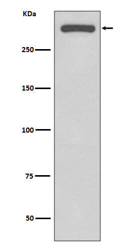 Western blot analysis of DNA-PKcs expression in HeLa cell lysate.