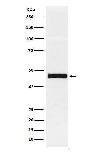 Western blot analysis of Pentraxin 3 expression in HUVEC cell lysate.