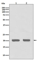 Western blot analysis of IL1RA expression in (1) HeLa cell lysate; (2) 3T3 cell lysate.