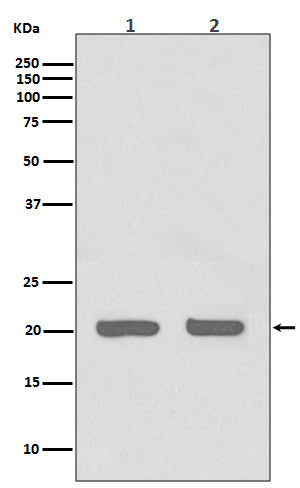 Western blot analysis of IL1RA expression in (1) HeLa cell lysate; (2) 3T3 cell lysate.
