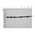 Anti-c-Maf Rabbit Monoclonal Antibody