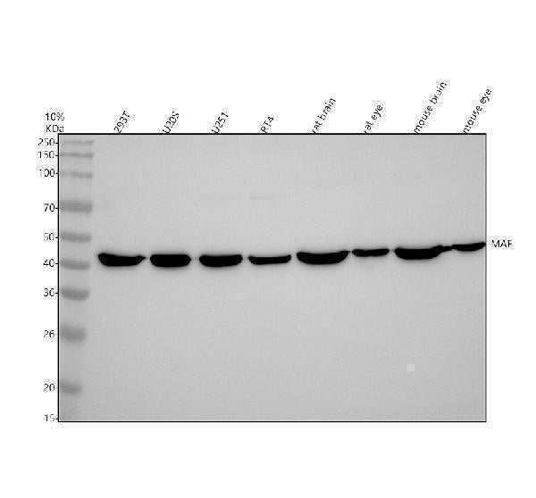 Anti-c-Maf Rabbit Monoclonal Antibody