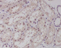 Immunohistochemical analysis of paraffin-embedded human kidney, using c-Maf Antibody.