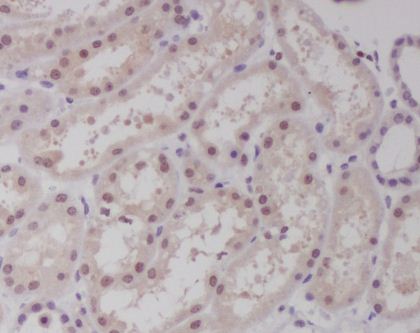 Immunohistochemical analysis of paraffin-embedded human kidney, using c-Maf Antibody.
