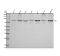Anti-Cullin 1 Monoclonal Antibody