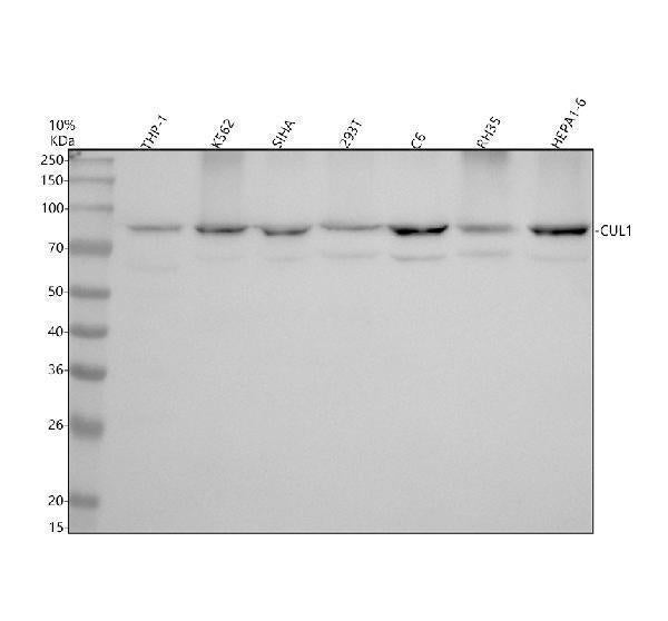 Anti-Cullin 1 Monoclonal Antibody